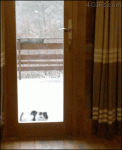 Dog-opens-door-for-cat
