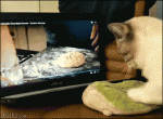 Gordon-Ramsay-teaches-cat-dough-kneading