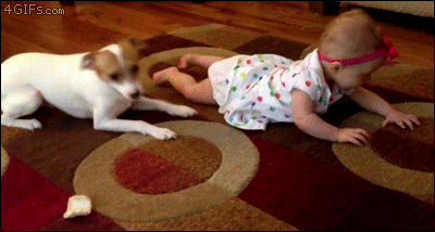 Dog-teaches-crawling