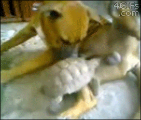 Tortoise-bites-dog