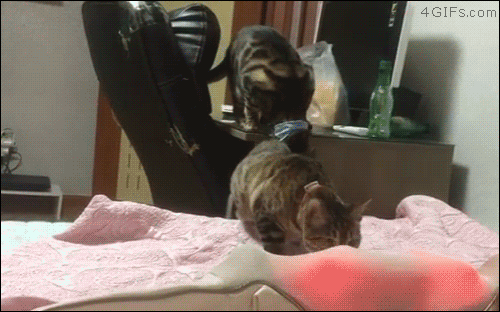 Neck-massager-startles-cat