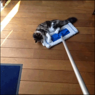 Cats-ride-Swiffer-broom