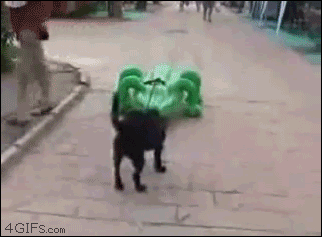 Inflatable-alligator-chases-dog