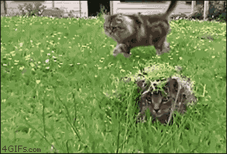 Ghillie-camo-sniper-cat-surprise.gif?
