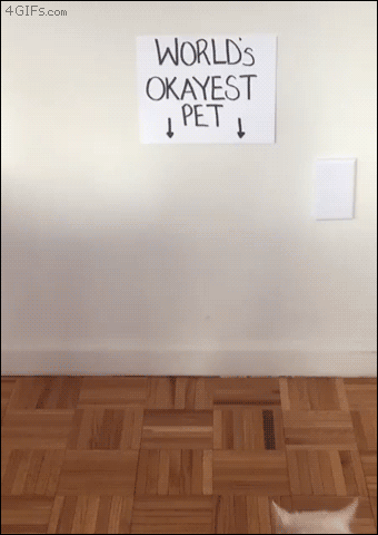 http://forgifs.com/gallery/d/291920-2/Worlds-okayest-cat-sits-under-sign.gif