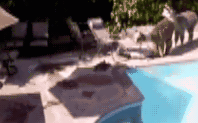 Alpacas-falling-into-pool