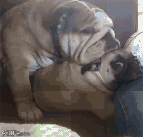 Bulldog-falls-asleep-on-pug