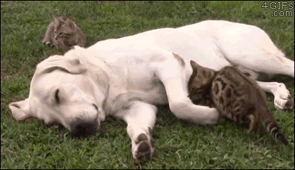 http://forgifs.com/gallery/d/292439-2/Kitten-and-dog-spooning.gif