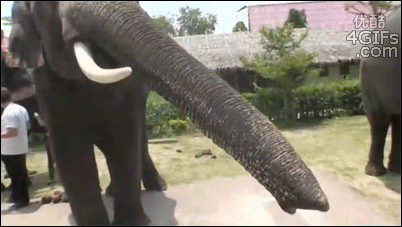 Elephant-eats-smartphone