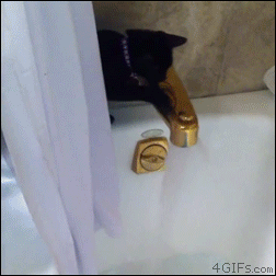 Cat-bathtub-scramble.gif