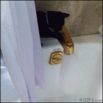 Cat-bathtub-scramble