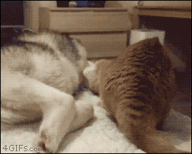 Husky-Hund-romantisch-Katze-peinlich