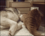 Husky-dog-romantic-cat-awkward