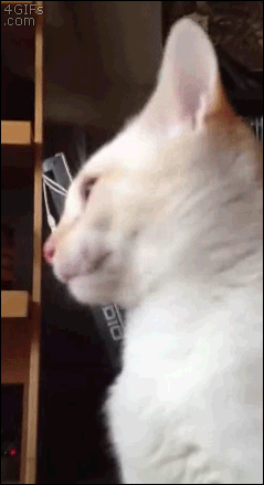 Cat-tongue-grooming-fail