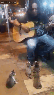 Kittens-listen-to-guitarist-busker.gif?