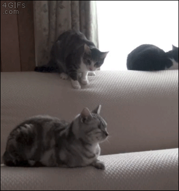 Cat-pounce-long-live-the-king.gif?