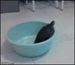 Turtle-bowl-escape-fail