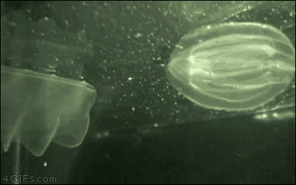 Jellyfish-swallows-friend