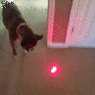 Dog-chases-laser-pointer