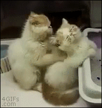 Cats-back-rub-kneading-massage