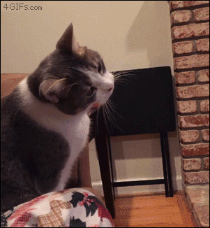 Cat-fascinated-by-straws.gif?