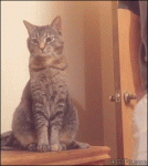Cat-pranked-annoyed