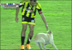 Dog-on-soccer-pitch