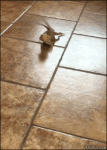 Lizard-slips-on-floor