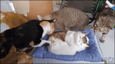 Startled-cats-peel-out