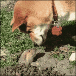 Doge-meets-gopher