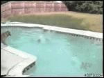 Dog-saves-puppy-pool