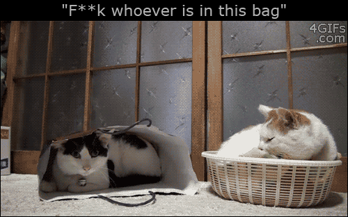 Paper-bag-cat-slap.gif?