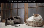 Paper-bag-cat-slap