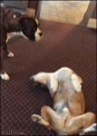 Dog-gets-nervous-when-buddy-plays-dead