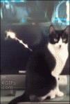 Video-game-shoots-cat
