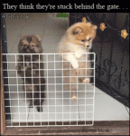 Dogs-think-theyre-stuck-behind-gate