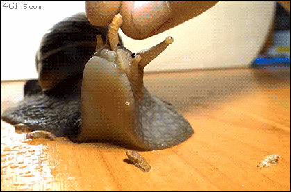 Happy-snail-eats-food