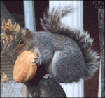 Squirrel-eats-doughnut