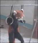 Red-panda-pull-ups