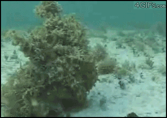 Camouflaged-octopus