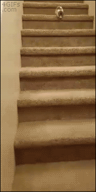 Kitten-rolls-down-stairs