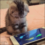 Kitten-ipad-fishing
