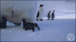 Penguins-find-camera