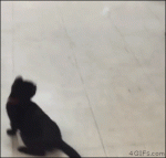Kitten-chasing-ping-pong-ball
