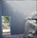 Snow-leopard-wall-jumps