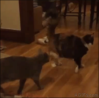 Cats-ninja-dodge
