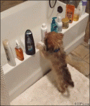 Puppy-thinks-hes-cat-bottles