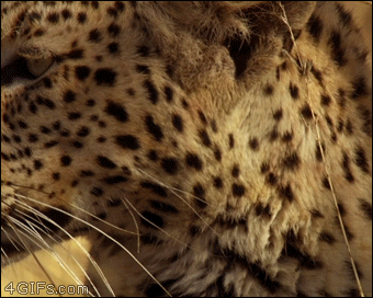 Leopard-spots-squirrel-eating