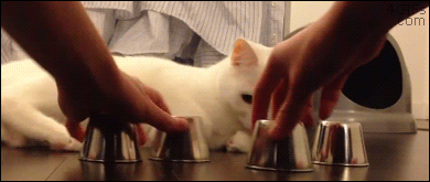 Smart-cat-shell-game.gif?