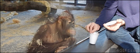 Orangutan-laughs-at-magic-trick.gif